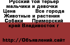 Русский той-терьер мальчики и девочки › Цена ­ 8 000 - Все города Животные и растения » Собаки   . Приморский край,Владивосток г.